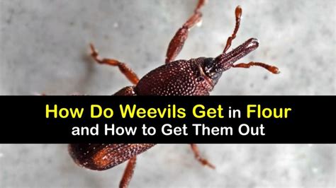 Flour Weevil Problems Smart Tips To Get Rid Of Weevils In Flour