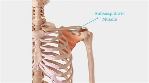 Subscapularis Muscle Best Subscapularis Exercises