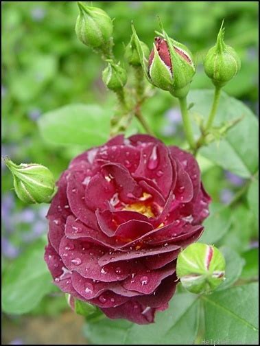 Purple Eden Rose