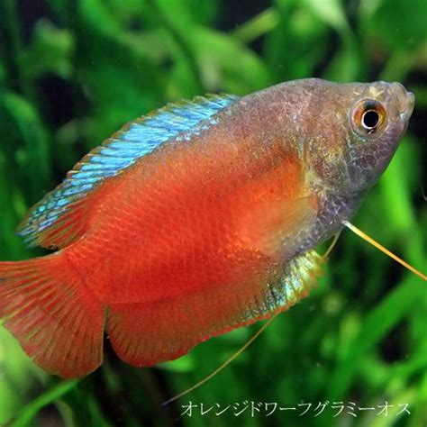 オレンジ色の熱帯魚10選!鮮やかな橙色のおすすめ熱帯魚!秋におすすめ!