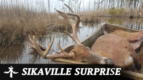 Md Sika Deer Hunting Surprised By A Marsh Whitetail Buck Youtube