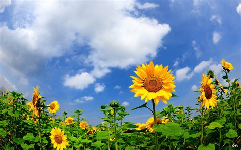 Wallpaper Summer Sunflowers Clouds Blue Sky 1920x1200 Hd Picture Image