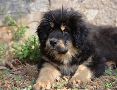 Tibetan Mastiff Breed Characteristics Care And Photos Bechewy