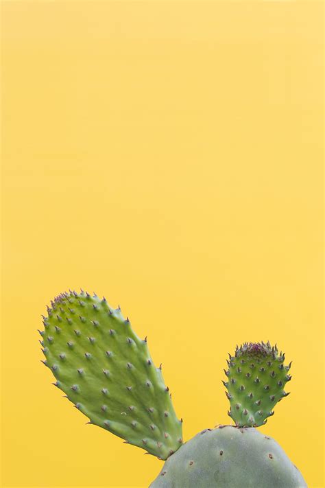 Minimalism Barbed Spiny Cactus Succulent Hd Phone Wallpaper Pxfuel