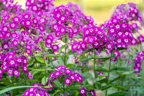 How To Grow And Care For Phlox