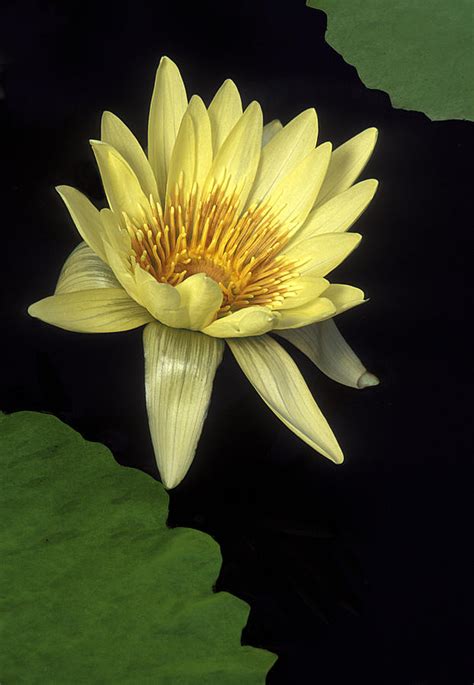 Yellow Water Lily By Dave Mills