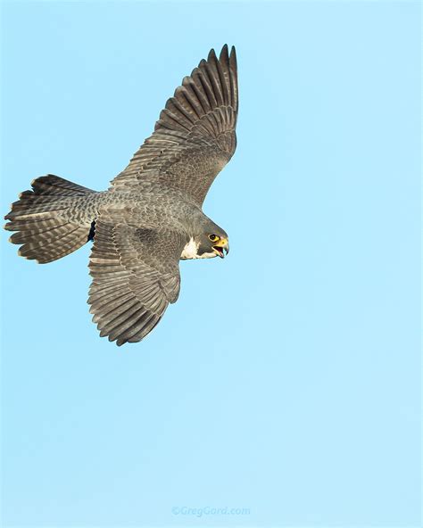 Peregrine Falcon Flying — Greg Gard
