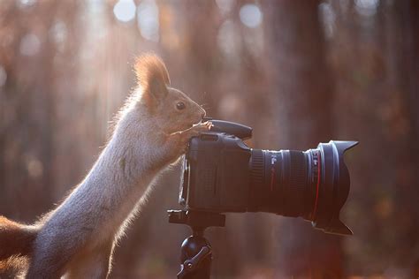 Russian Photographer Takes Pictures Of Squirrels Going Nuts In The Snow