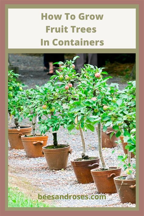 Tips And Tricks For Growing Fruit Trees In Containers ~ Bees And Roses