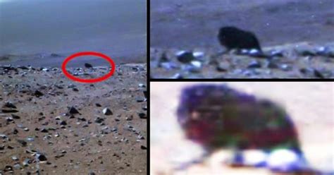 Four Legged Dark Creature Was Spotted On Mars By Nasas Rover