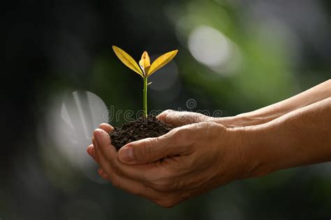 Hands Holding And Caring A Green Young Plant On Nature Stock Photo