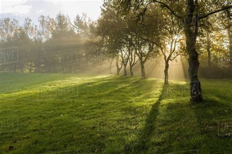 Sun Shining Through Trees In Field Stock Photo Dissolve