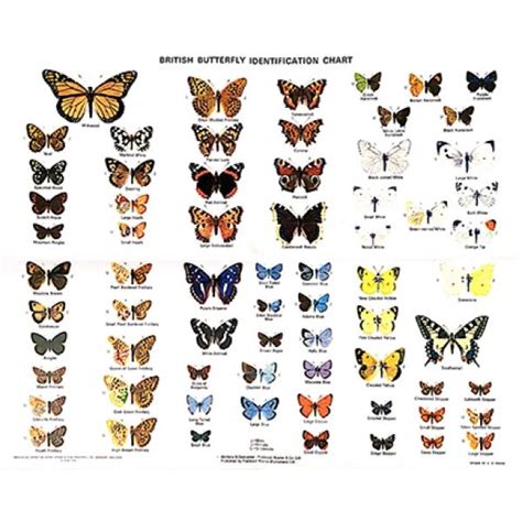 Chart British Butterflies Chart H D Swain Butterfly Identification