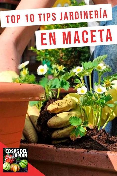 10 tips de jardinería en macetas para principiantes Cosas del Jardin