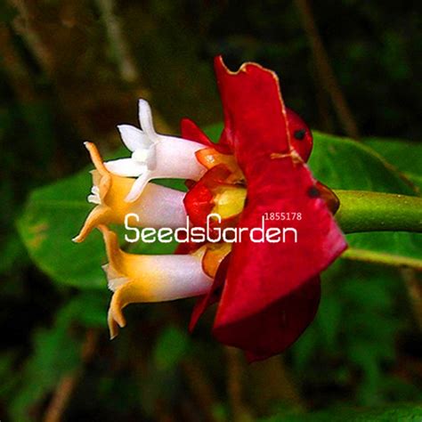 100 Pcsbag Rare Red Lips Flower Seeds Free