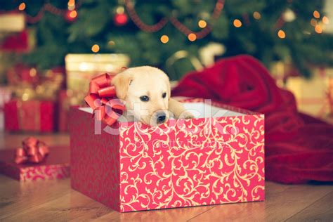 Puppy In A Christmas Present Stock Photos