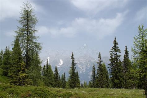Snow Capped Mountains A Meadow Stock Image Image Of Landscape