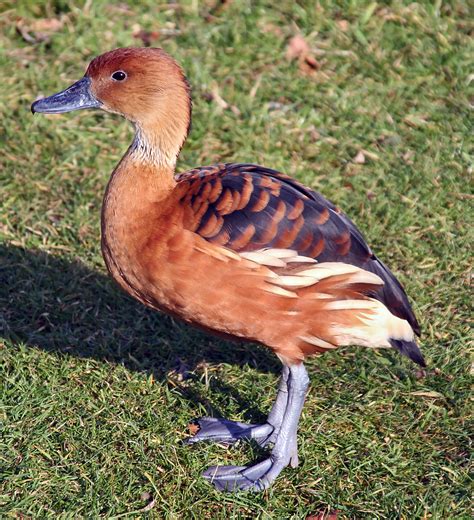 Filefulvous Whistling Duck Wikimedia Commons