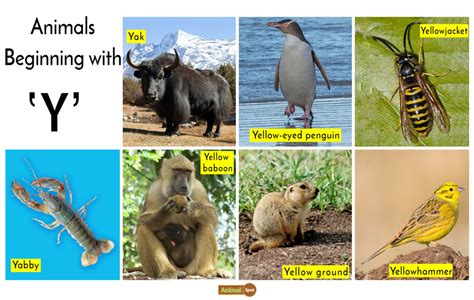 7 letter words that start with desert. Animals that start with Y