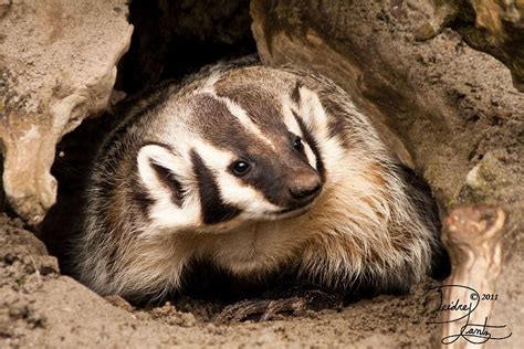 Digger Weasel By Deeotter On Deviantart American Badger Badger