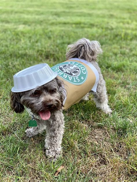 44 Diy Halloween Costumes For Small Dogs Ideas 44 Fashion Street