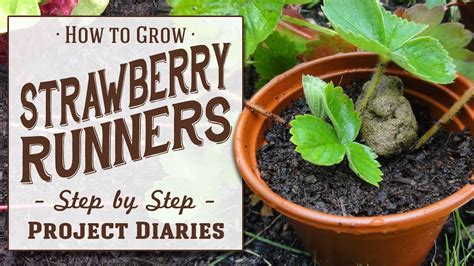 How To Grow Strawberry Runners A Complete Step By Step Guide Youtube