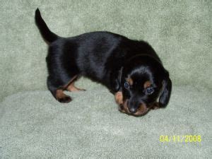 Faqs, appearance, temperament, training dachshund puppies from cartoons and caricatures, to old oil paintings and hunting prints, dachshund puppies are well. Dachshund Puppies in Louisiana