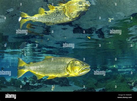 Freshwater Dorado Salminus Brasiliensis Reflecting On The Surface