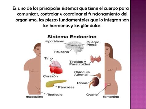 Sistema Endocrino Presentacion