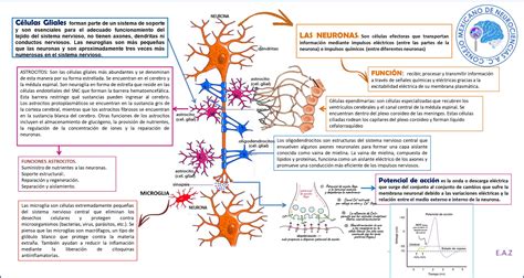 Clasificacion Estructural De Las Neuronas Psicobiologia Anatomia Images