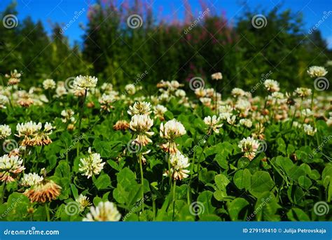 Trifolium Repens White Clover A Herbaceous Perennial Plant In The