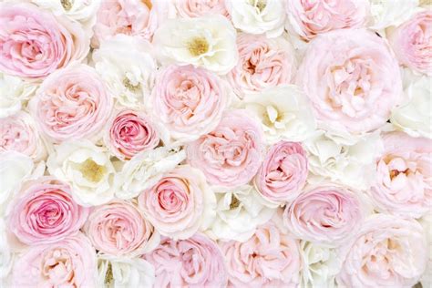 Delicate Floral Background Of Pink And White Roses Wedding Background