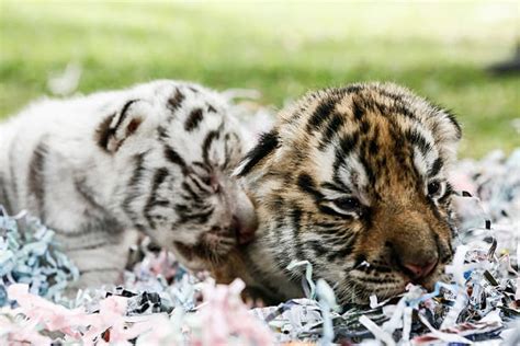 New Born Bengal Tiger Cubs At Bali Zoo Photos And Images Getty Images