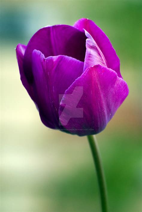 Purple Tulip By Photographybypixie On Deviantart