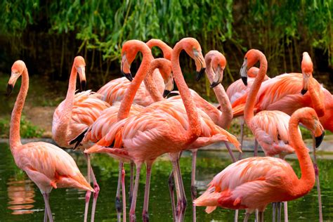 Why Are Flamingos Pink Parade Pets