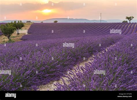 Sunset In A Lavender Field Near Valensole Alpes De Haute Provence