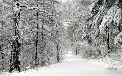 Snowy Road In The Forest Hd Wallpaper