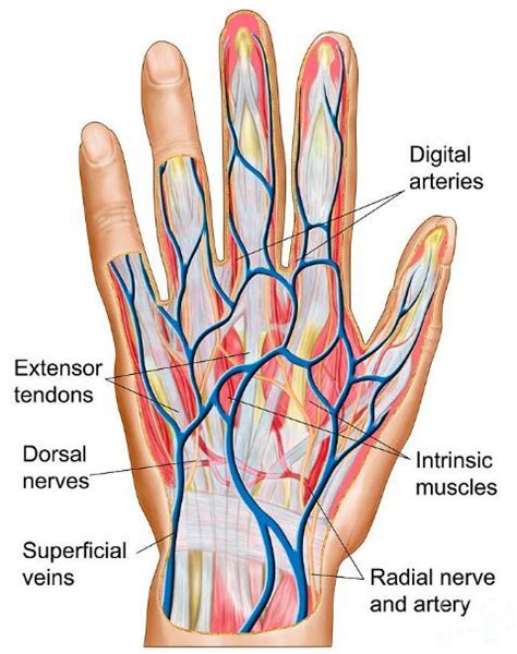 , the first branch of the abdominal aorta that has three branches fetal circulation. Dorsal Hand Tendon Nerve Artery Vein Anatomy (With images) | Hand anatomy, Hand veins, Anatomy