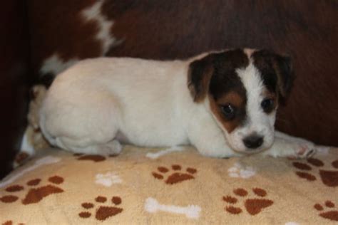 Bonnie Male Tri Rough Male Jack Russell Terrier Puppy For Sale Duke S Legacy Jack Russell