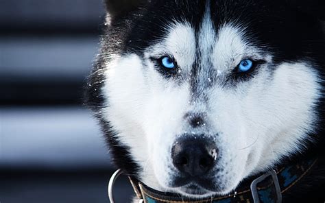 Download The Best Hd Husky Wallpapers For Ios And Android