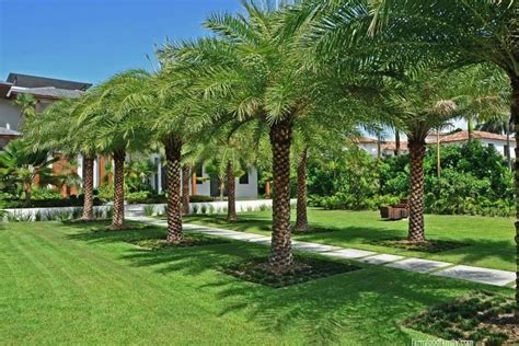 16 Best Palm Tree Landscaping Ideas And Designs For Your Yard Palm