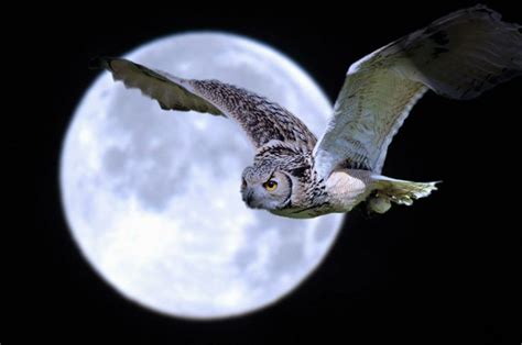 The Owl And The Moon With Images Owl Wallpaper Owl Bird Owl Moon