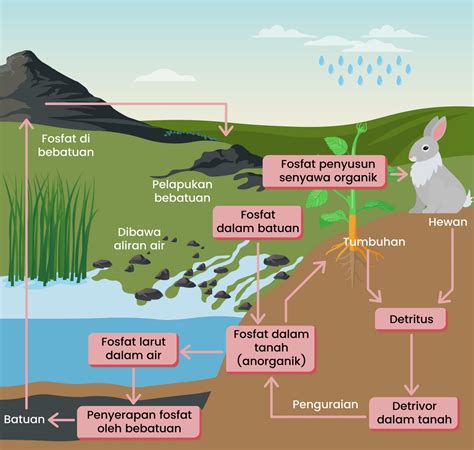 Daur Biogeokimia Yang Tidak Dijumpai Dalam Bentuk Gas Adalah Daur Sinau