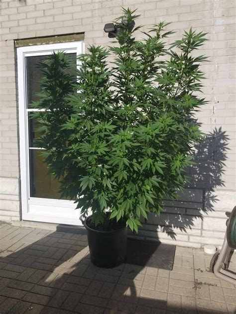 Toronto Backyard Northern Lights First Outdoor Grow And Have Been