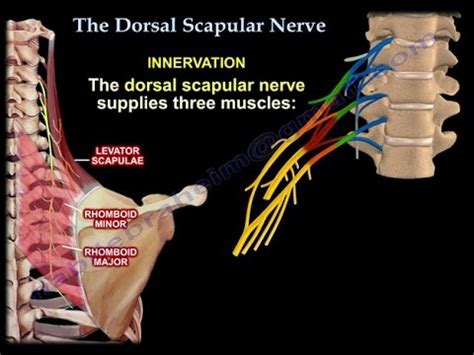 The Dorsal Scapular Nerve Everything You Need To Know Dr Nabil
