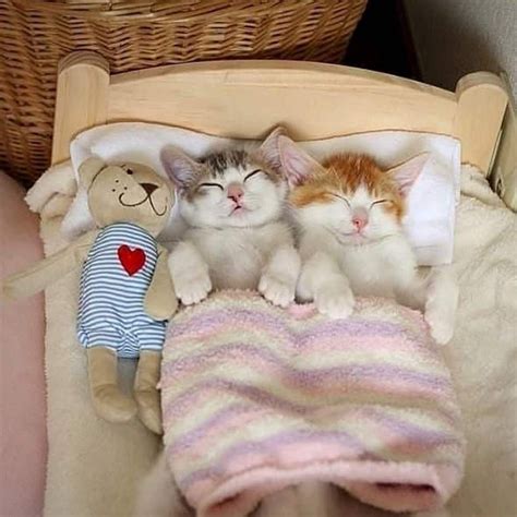 Amazonfr Chat Cute Kittens Thú Con Động Vật Vui Nhộn