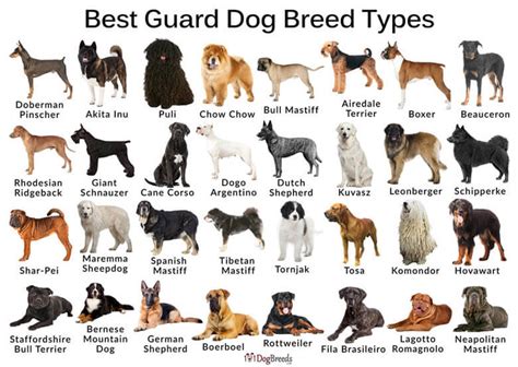 Are Pitbull Mastiffs Good Guard Dogs