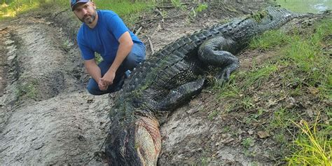Gator Hunting Season In Texas Starts With Man Catching 13 Footer