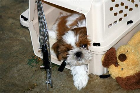 Crate training a puppy should always be a gradual process and dog owners should avoid rushing at all costs. The Best Dog Crates for Puppies | The Dog People by Rover.com