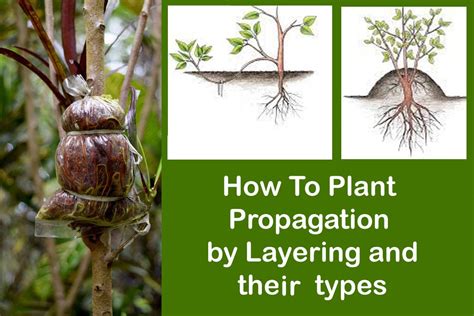 How To Plant Propagation By Layering And There Types Plants Infoamation